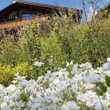 Ledibach Wengen